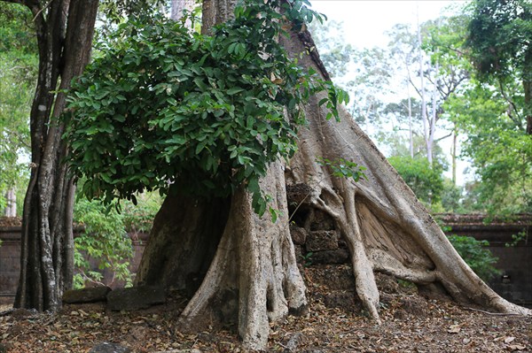 Деревья, Ангор, Камбоджа